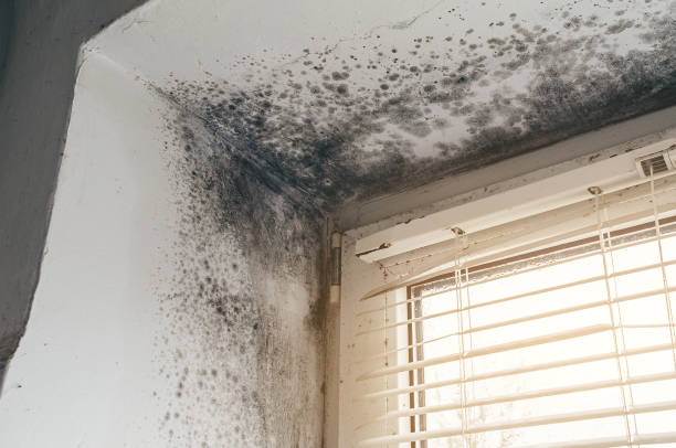 Affordable Black Mold Remediation solutions in Florham Park, NJ